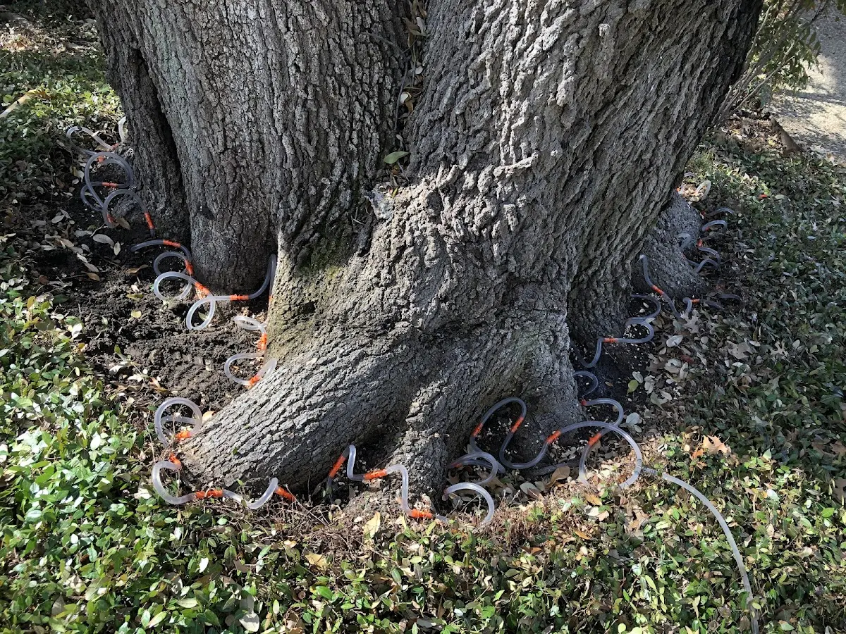 Detailed Tree Cabling and Bracing job site in Chatham