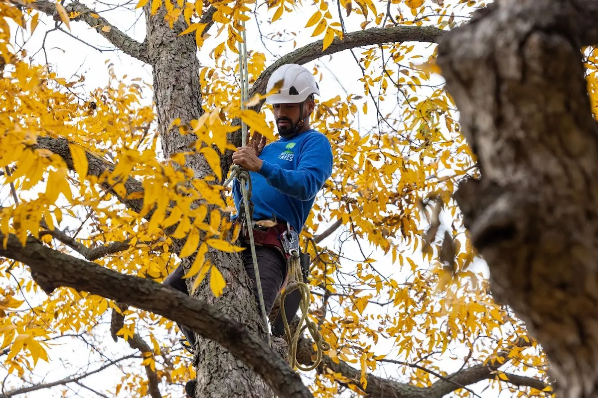 Skilled Tree Transplanting crew working in Chatham